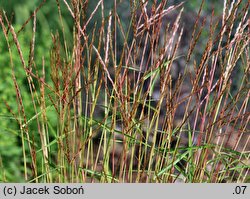 Miscanthus oligostachyus (miskant skąpouszkowy)