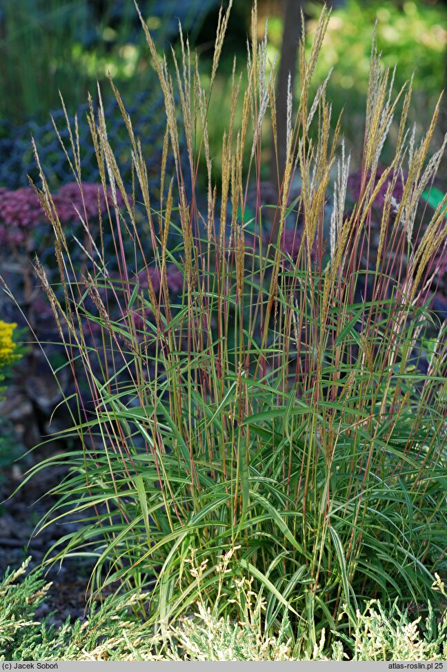 Miscanthus oligostachyus Nanus Variegatus