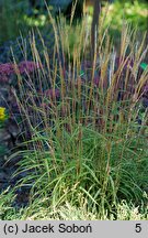 Miscanthus oligostachyus Nanus Variegatus