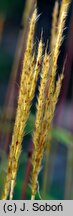 Miscanthus oligostachyus Nanus Variegatus