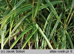 Miscanthus oligostachyus Nanus Variegatus