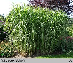 Miscanthus sinensis Jubilaris