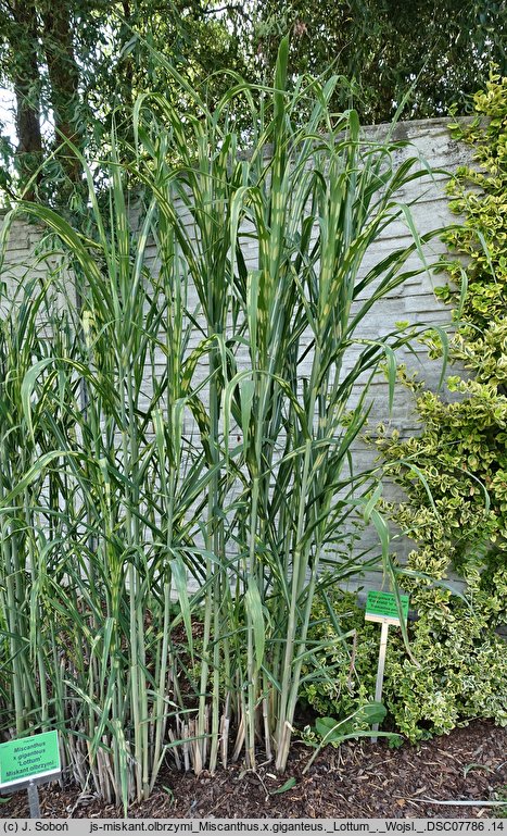 Miscanthus ×giganteus Lottum