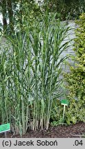 Miscanthus ×giganteus Lottum