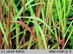 Miscanthus sinensis Radków