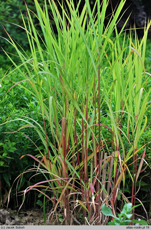 Miscanthus sinensis Radków