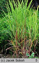 Miscanthus sinensis Radków