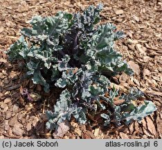 Crambe cordifolia (modrak sercolistny)