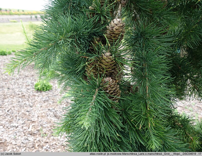 Larix ×eurolepis Grot