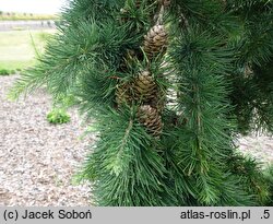 Larix ×eurolepis Grot
