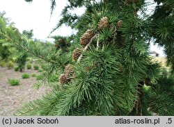 Larix ×eurolepis Grot