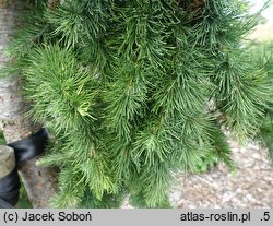 Larix ×eurolepis Grot