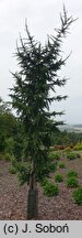 Larix ×eurolepis Grot