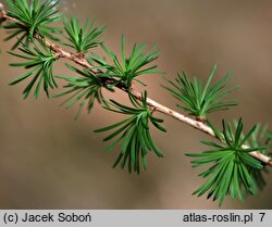 Larix decidua (modrzew europejski)