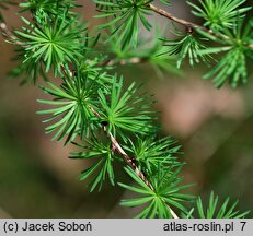 Larix decidua (modrzew europejski)