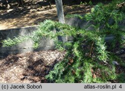 Larix kaempferi Diana