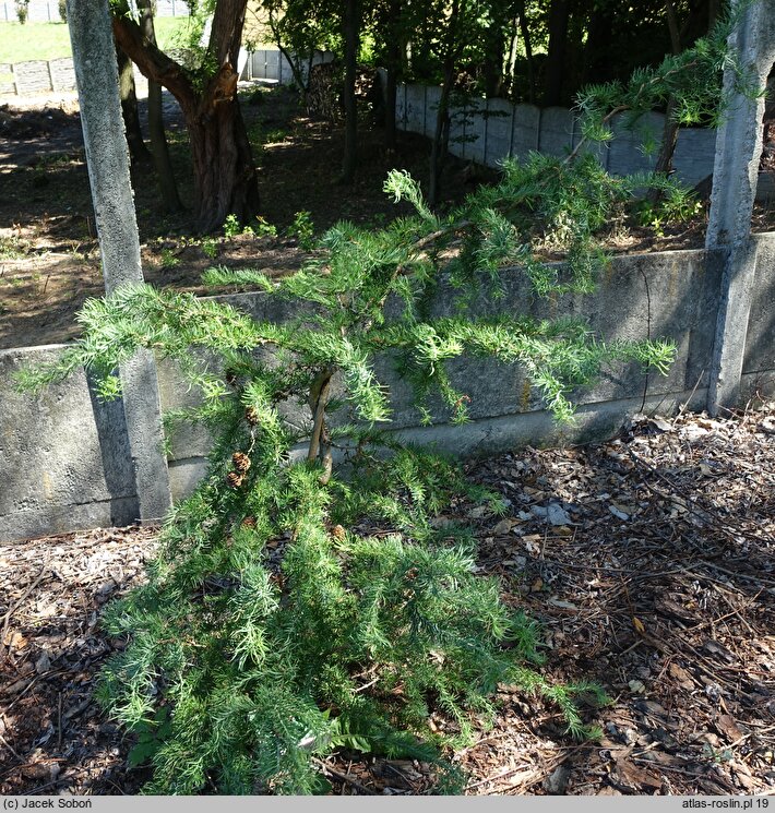 Larix kaempferi Diana