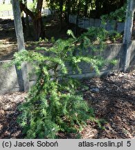 Larix kaempferi Diana