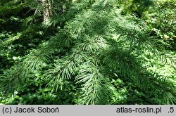 Pseudolarix amabilis (modrzewnik chiński)