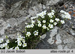 Minuartia kitaibelii (mokrzyca Kitaibela)