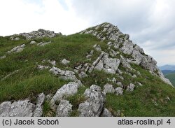 Minuartia kitaibelii (mokrzyca Kitaibela)