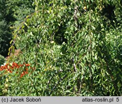 Prunus mume (morela japońska)