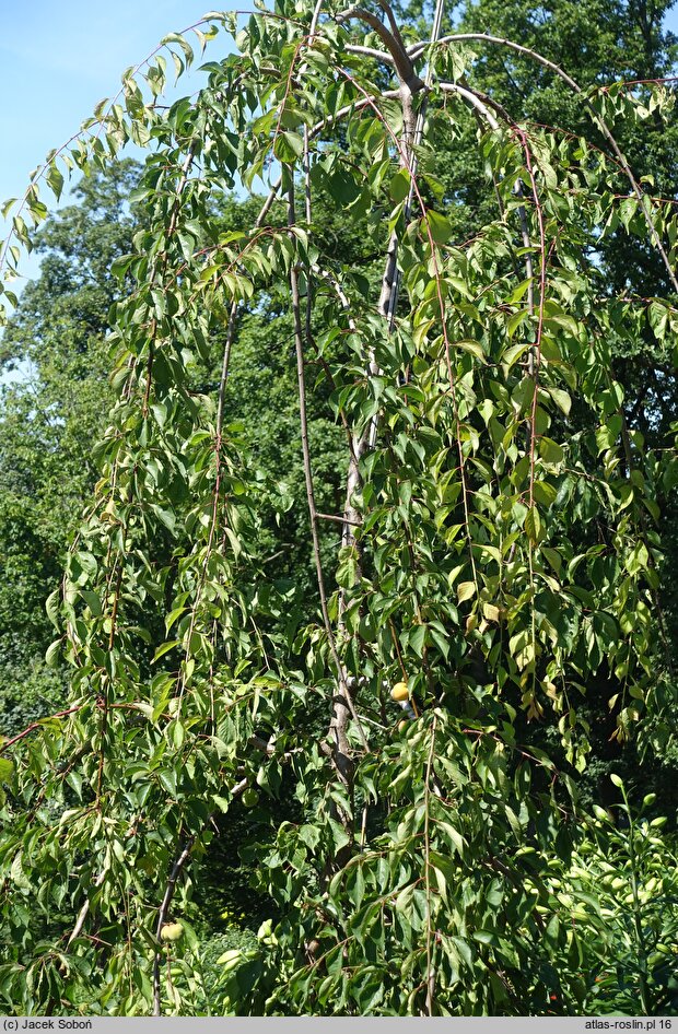 Prunus mume (morela japońska)