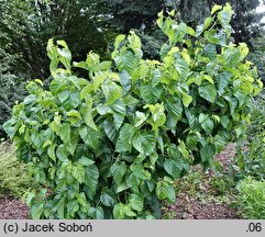 Morus latifolia cv. Spirata (morwa szerokolistna 'Spirata')