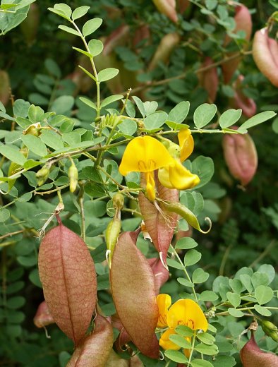 Colutea arborescens