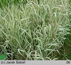 Phalaris arundinacea Feesey