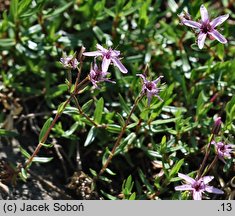 Arenaria purpurascens