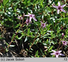 Moehringia ciliata