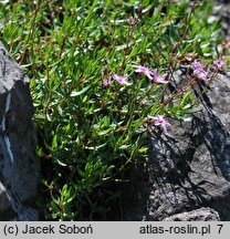 Moehringia ciliata