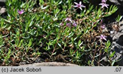Arenaria purpurascens