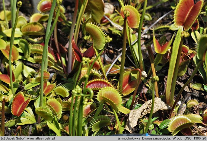 Dionaea muscipula (muchołówka amerykańska)