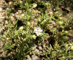 Spergularia rubra