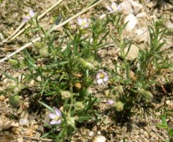 Spergularia rubra