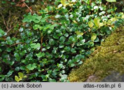 Muehlenbeckia axillaris (muhlenbekia niska)