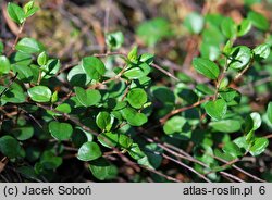 Muehlenbeckia axillaris (muhlenbekia niska)