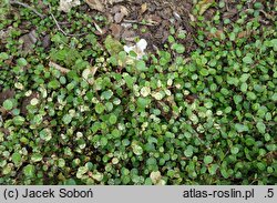Muehlenbeckia axillaris Variegated