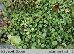 Muehlenbeckia axillaris Variegated