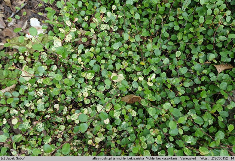 Muehlenbeckia axillaris Variegated