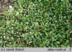 Muehlenbeckia axillaris Variegated