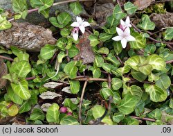 Mitchella repens