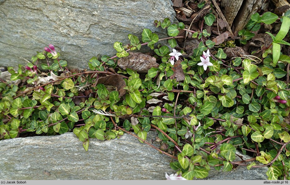 Mitchella repens