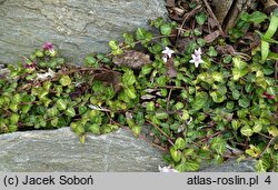 Mitchella repens