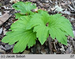 Mukdenia rossii (mukdenia Rossa)