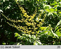 Koelreuteria paniculata