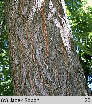 Koelreuteria paniculata