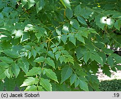 Koelreuteria paniculata